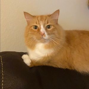 Meet your Posher, Bailey